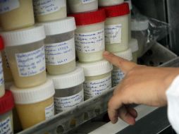 Las muestras pasteurizadas son conservadas para los bebés hospitalizados. EL INFORMADOR / A. Hinojosa