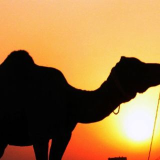 La primera camella clonada dará a luz a fines de año en Dubai