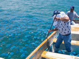 La pesca de aguamala se realiza con fines de exportación a países como Corea, Japón y China, entre otros, donde existe alta demanda. NTX / ESPECIAL