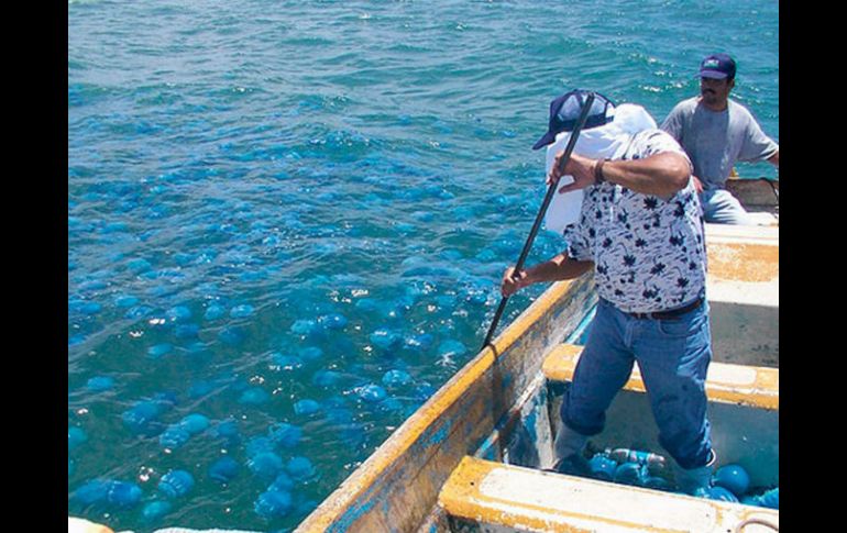 La pesca de aguamala se realiza con fines de exportación a países como Corea, Japón y China, entre otros, donde existe alta demanda. NTX / ESPECIAL