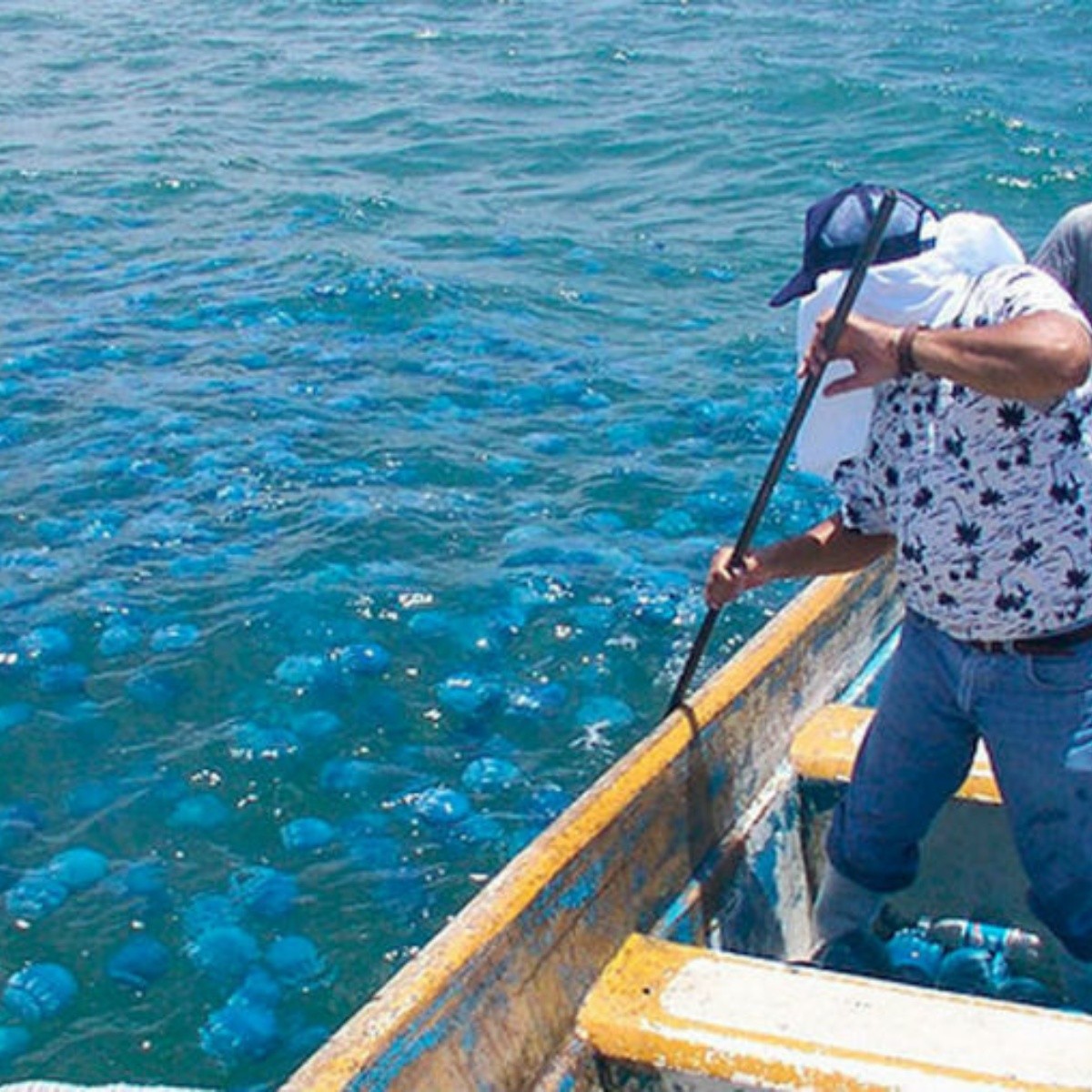 Viaje de Pesca con Trasmallo Aguadero. Golfo Nicoya 