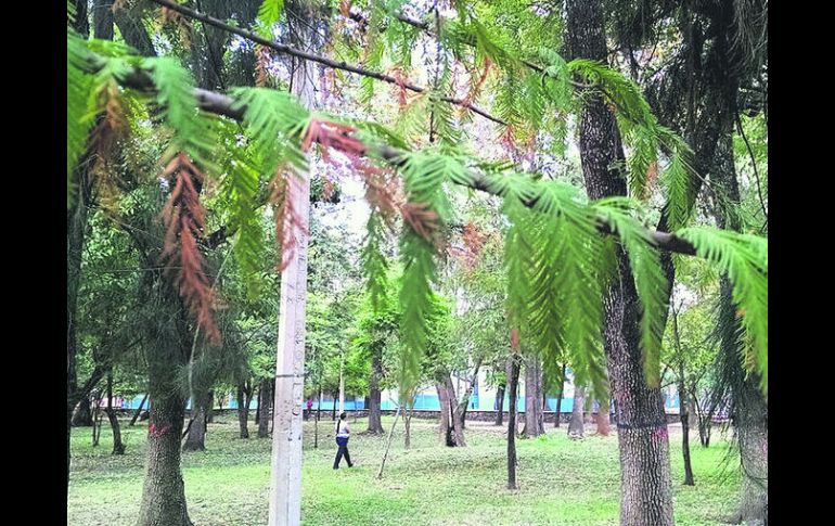 En Guadalajara hay 300 parques y jardines, pero se carece de estudios sobre la salud del arbolado en todos los polígonos. EL INFORMADOR / M. Vargas