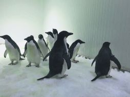 El Zoológico de Guadalajara contará con los únicos ejemplares de pingüinos antárticos en el país. ESPECIAL / Zoológico de Guadalajara