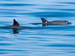 La especie sólo se encuentra en el Alto Golfo de California, por Baja California y Sonora. TWITTER / @PresidenciaMX