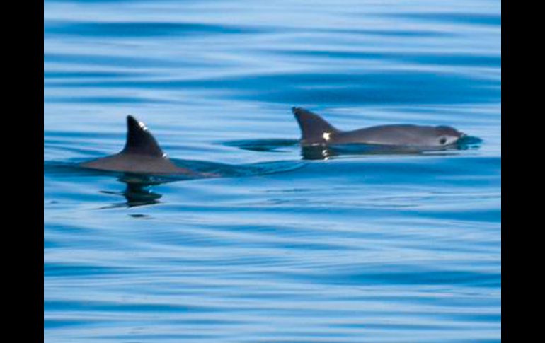 La especie sólo se encuentra en el Alto Golfo de California, por Baja California y Sonora. TWITTER / @PresidenciaMX