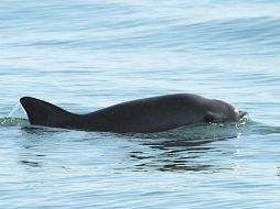 En las mismas acciones de vigilancia, fue asegurado un barco pesquero dentro de la zona de protección de la vaquita marina. EFE / ARCHIVO