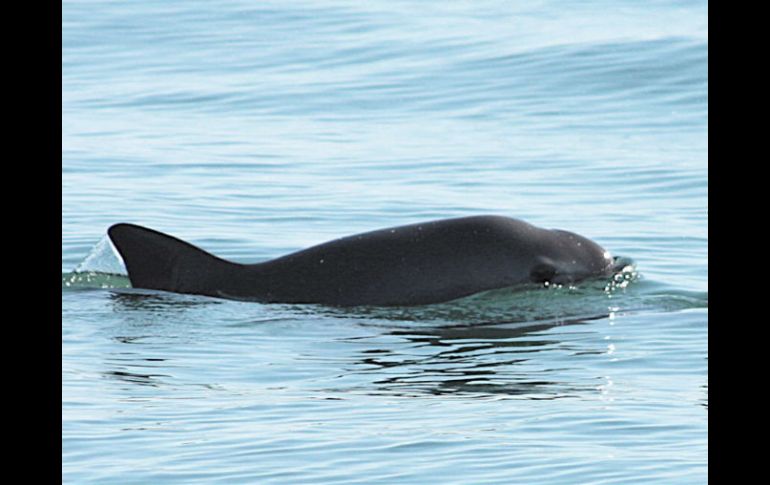 En las mismas acciones de vigilancia, fue asegurado un barco pesquero dentro de la zona de protección de la vaquita marina. EFE / ARCHIVO