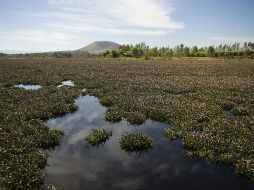 La proliferación de lirio daña a la fauna del ecosistema y la calidad del agua. EL INFORMADOR / ARCHIVO