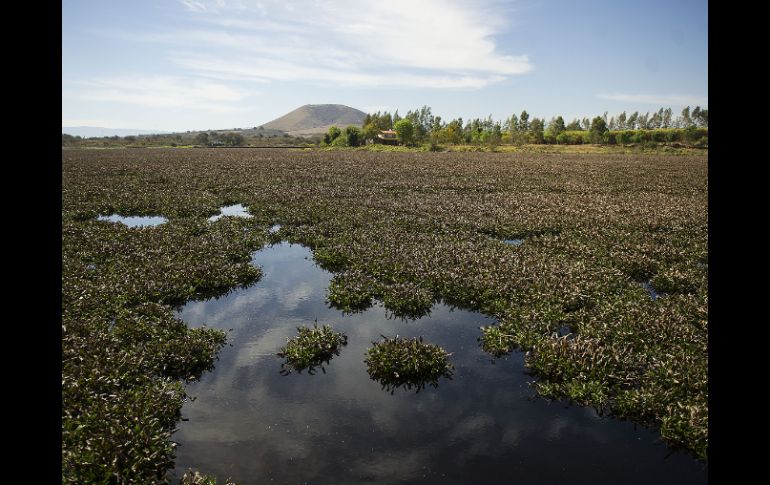 La proliferación de lirio daña a la fauna del ecosistema y la calidad del agua. EL INFORMADOR / ARCHIVO