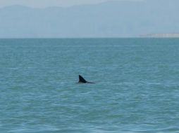 La dependencia señaló que este pequeño cetáceo es único en el planeta y se ubica sólo en el mar de Cortés. TWITTER / @CONANP_mx