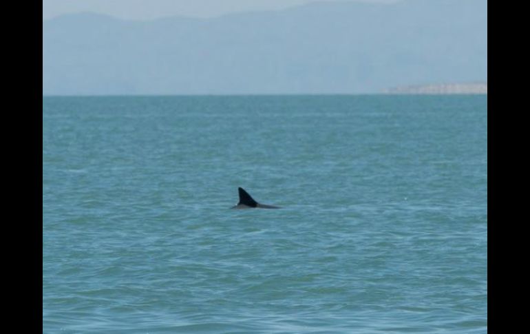 La dependencia señaló que este pequeño cetáceo es único en el planeta y se ubica sólo en el mar de Cortés. TWITTER / @CONANP_mx