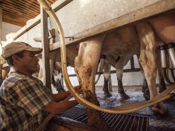 Los lecheros han denunciado desde el segundo semestre del año pasado que Liconsa ha comprado el producto cada vez más barato. EL INFORMADOR / ARCHIVO