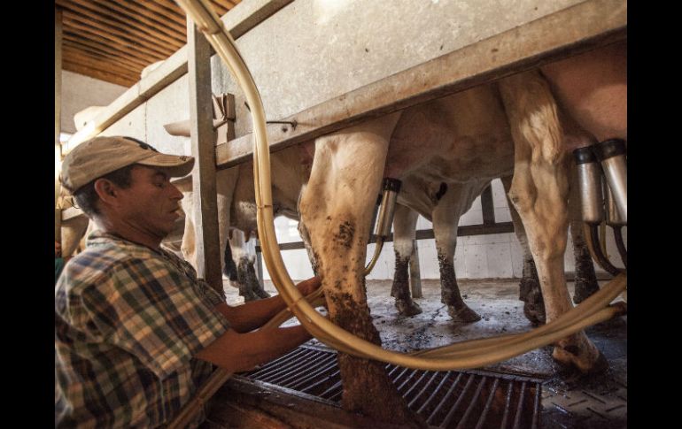 Los lecheros han denunciado desde el segundo semestre del año pasado que Liconsa ha comprado el producto cada vez más barato. EL INFORMADOR / ARCHIVO