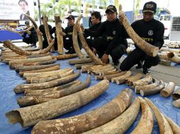 Los agentes descubrieron los 250 colmillos de elefante en un cargamento. EFE / R. Yongrit