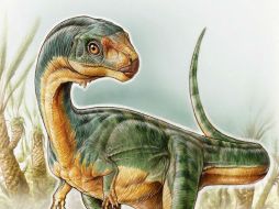 El Chilesaurus diegosaurezi es un buen ejemplo para ilustrar los mecanismos de la evolución. AFP / NATURE / G. Lio