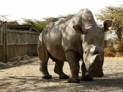 Sudán fue ya padre en dos ocasiones cuando estaba en el zoológico de la República Checa,único en lograr la reproducción en cautiverio. EFE / J. Stejskal