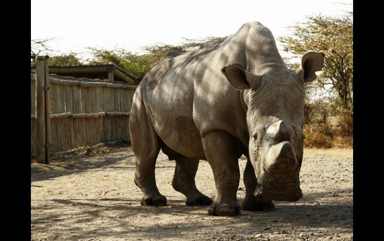 Sudán fue ya padre en dos ocasiones cuando estaba en el zoológico de la República Checa,único en lograr la reproducción en cautiverio. EFE / J. Stejskal