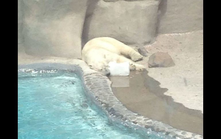 Usuarios recaudan firmas para regresar a su hábitat al oso polar del Zoológico Guadalajara que sufre del clima cálido de la ciudad. ESPECIAL / Change.org