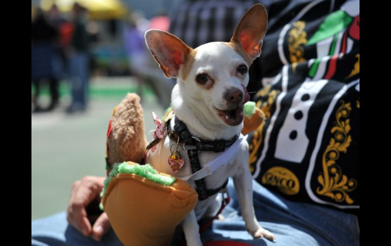 El perro chihuahua o el crestado chino suelen tener algo de pelo y se les caerá de vez en cuando el pelo. AFP / ARCHIVO