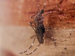 El cambio en los patrones migratorios de los mosquitos ha incrementado la distribución de padecimientos infecciosos. EL INFORMADOR / ARCHIVO