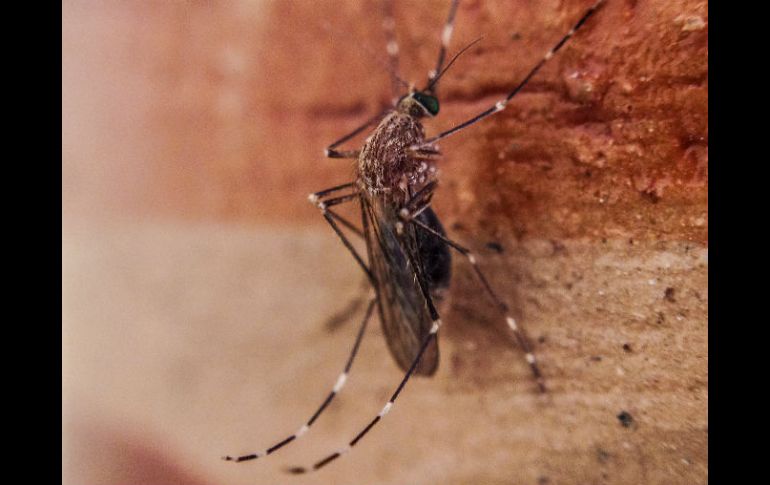 El cambio en los patrones migratorios de los mosquitos ha incrementado la distribución de padecimientos infecciosos. EL INFORMADOR / ARCHIVO