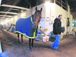 Favorito. El equino'American Pharoah' en las caballerizas, previo a disputar la edición 141 del Derby de Kentucky. AP /