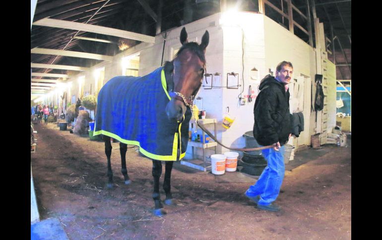 Favorito. El equino'American Pharoah' en las caballerizas, previo a disputar la edición 141 del Derby de Kentucky. AP /