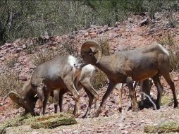 Se lleva a cabo la reindición con la finalidad de favorecer el desarrollo de la especie. ESPECIAL / semarnat.gob.mx