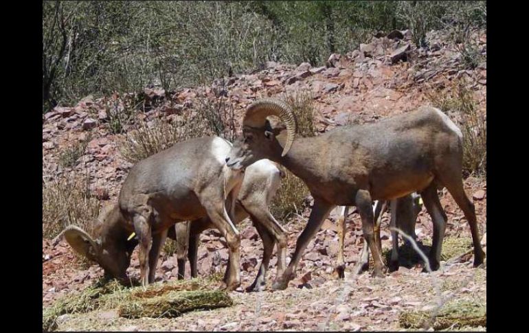 Se lleva a cabo la reindición con la finalidad de favorecer el desarrollo de la especie. ESPECIAL / semarnat.gob.mx