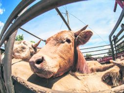 La capacitación en el CUAltos abarcará, entre otras cosas, nutrición y bienestar animal. EL INFORMADOR / ARCHIVO