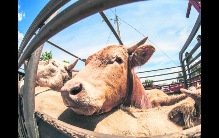 La capacitación en el CUAltos abarcará, entre otras cosas, nutrición y bienestar animal. EL INFORMADOR / ARCHIVO