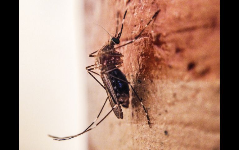 El estudio busca modificar a los mosquitos anofeles, para hacerlos incapaces de propagar la infección. EL INFORMADOR / ARCHIVO