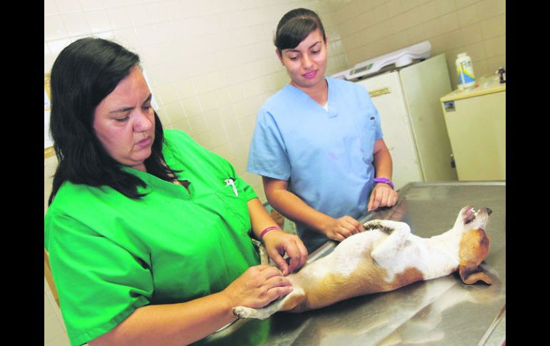 Aumento. Las campañas de esterilización se han incrementado en la metrópoli. EL INFORMADOR / E. Barrera