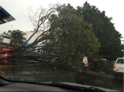 Se reportó este árbol caído en el cruce de Niños Héroes y Colonias. TWITTER / @elryugonzalez