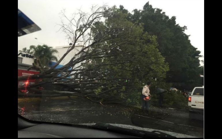 Se reportó este árbol caído en el cruce de Niños Héroes y Colonias. TWITTER / @elryugonzalez