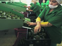 Las exportaciones jaliscienses de aguacate alcanzaron 70 millones de dólares en 2014. EL INFORMADOR / ARCHIVO