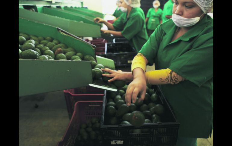 Las exportaciones jaliscienses de aguacate alcanzaron 70 millones de dólares en 2014. EL INFORMADOR / ARCHIVO