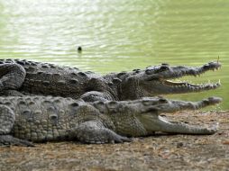 Los animales fueron reubicados debido a que representaban una amenaza para la población aledaña. EFE / ARCHIVO