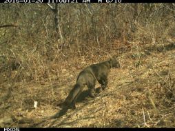 Jaguarundi. A este carnívoro se le conoce también como 'gato nutria'. FACEBOOK / eMammal