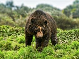 Los osos son comunes en los bosques del este de Rusia. Han habido varias agresiones de estos animales en el último año. EFE / ARCHIVO