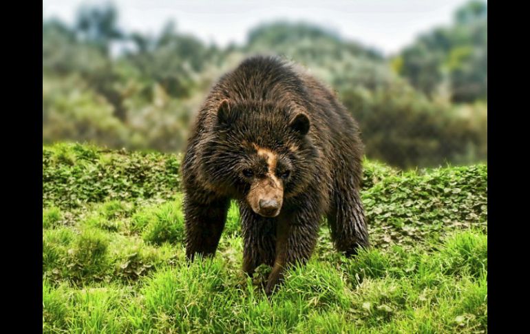 Los osos son comunes en los bosques del este de Rusia. Han habido varias agresiones de estos animales en el último año. EFE / ARCHIVO