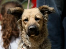 Aseguran que las mordeduras de perro matan a cerca de 16 personas al año. EL INFORMADOR / ARCHIVO