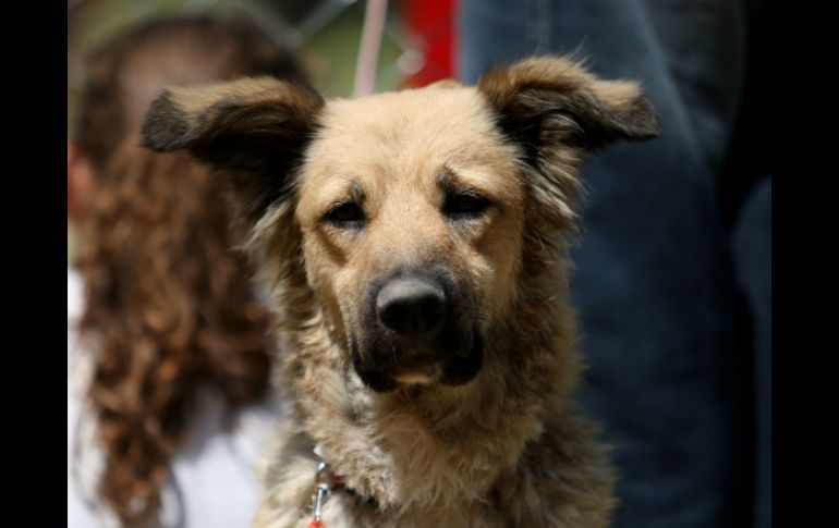 Aseguran que las mordeduras de perro matan a cerca de 16 personas al año. EL INFORMADOR / ARCHIVO