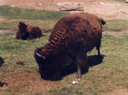 Funcionarios del parque exhortan mantener una distancia de seguridad con los animales. EL INFORMADOR / ARCHIVO