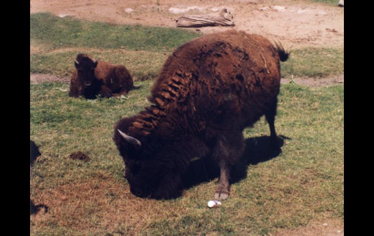 Funcionarios del parque exhortan mantener una distancia de seguridad con los animales. EL INFORMADOR / ARCHIVO