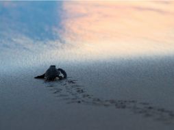 Las tortugas planas deben nadar activamente contra las corrientes para permanecer dentro de estos arrecifes. NTX / ARCHIVO