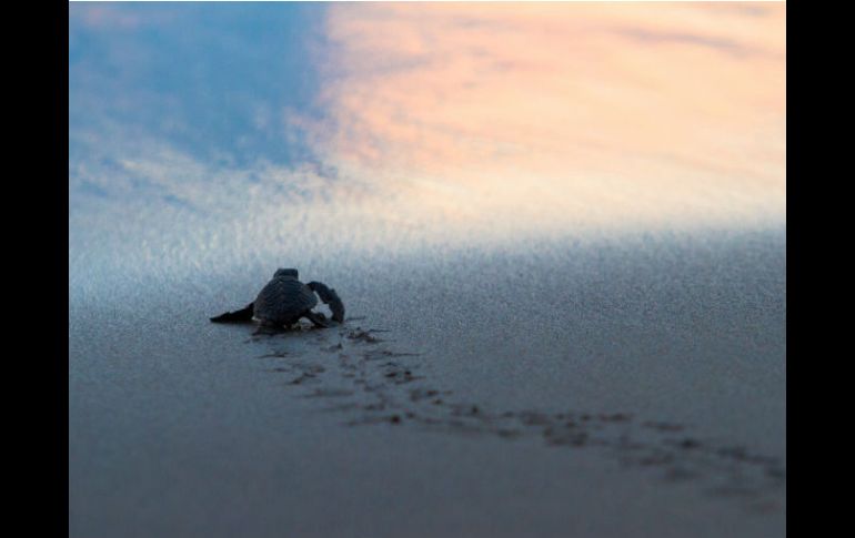 Las tortugas planas deben nadar activamente contra las corrientes para permanecer dentro de estos arrecifes. NTX / ARCHIVO