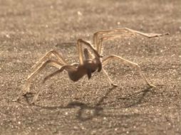 Encontrada en Marruecos, la Cebrennus rechenbergi es una araña muy ágil que huye de sus depredadores con acrobacias. YOUTUBE / SciNews