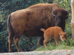 La cría puede ser apreciada junto a sus padres en el bioma de pastizales del Zoológico de Chapultepec. FACEBOOK / Zoológicos de la Ciudad de México