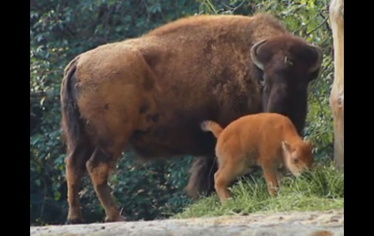 La cría puede ser apreciada junto a sus padres en el bioma de pastizales del Zoológico de Chapultepec. FACEBOOK / Zoológicos de la Ciudad de México